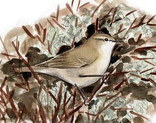 Common Chiffchaff (tristis)