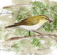 Willow Warbler