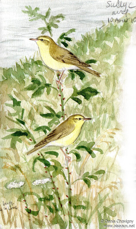 Willow Warbler, habitat