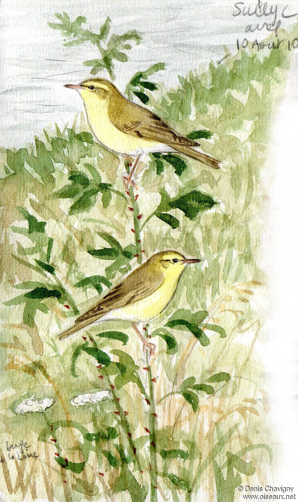 Willow Warbler, habitat