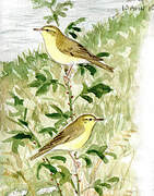 Willow Warbler