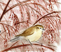 Iberian Chiffchaff