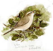 Iberian Chiffchaff