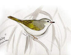 Eastern Bonelli's Warbler