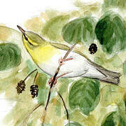 Wood Warbler