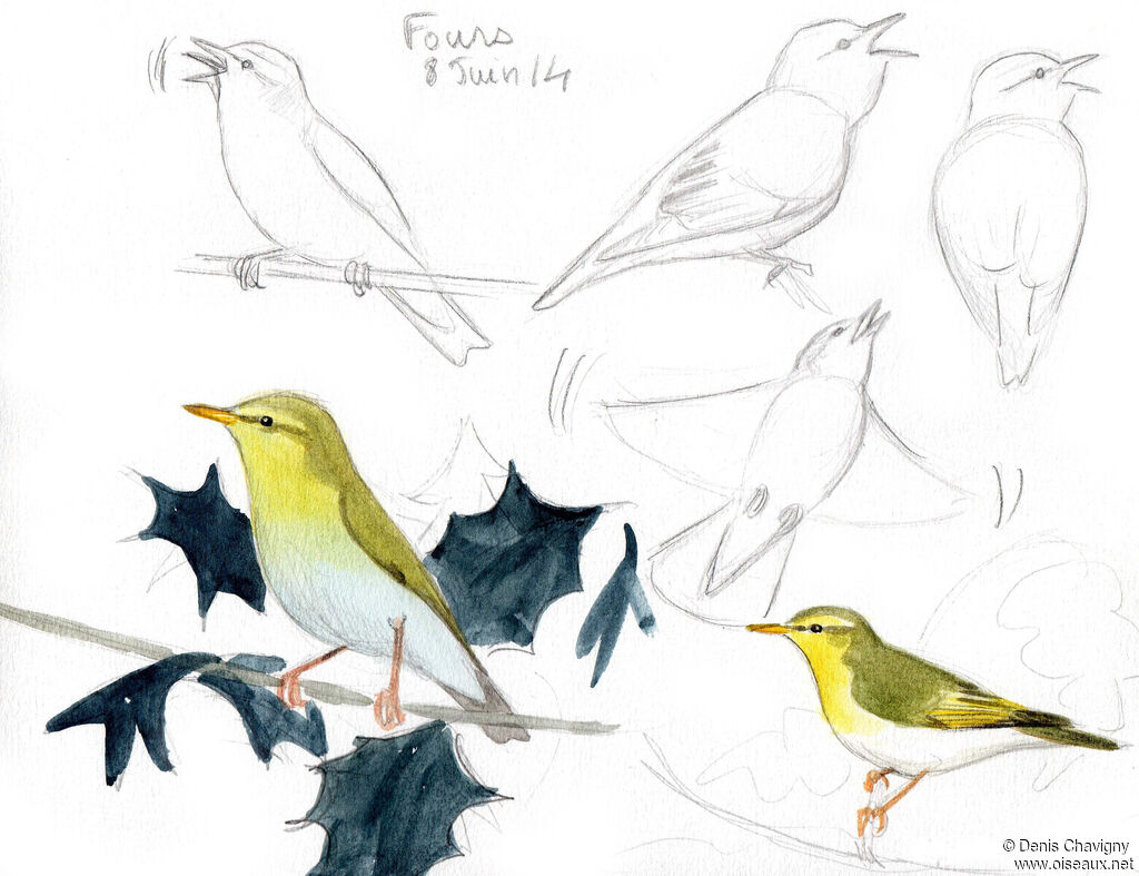 Wood Warbler male adult breeding, song