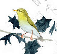 Wood Warbler