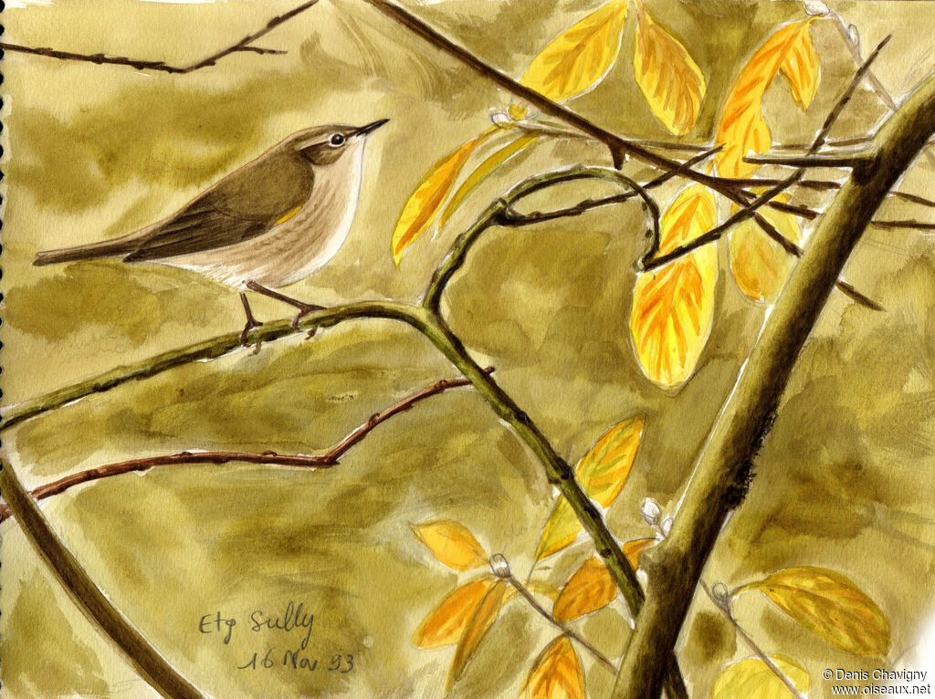 Common Chiffchaff, habitat