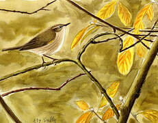 Common Chiffchaff