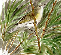 Common Chiffchaff