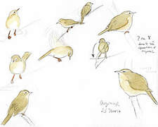 Common Chiffchaff