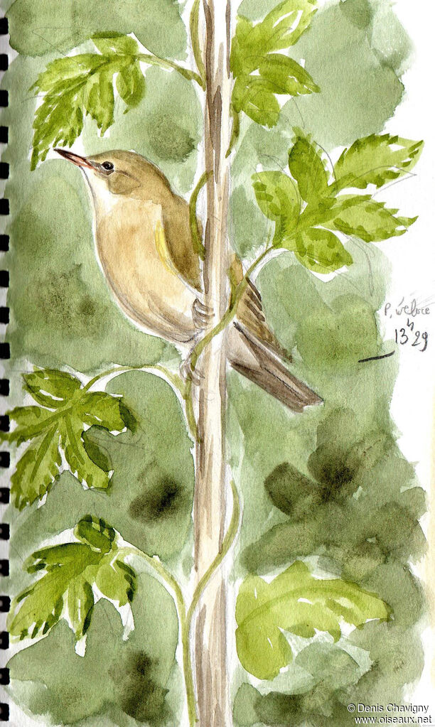 Common Chiffchaff, habitat