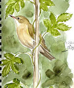 Common Chiffchaff