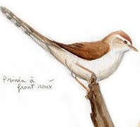 Rufous-fronted Prinia