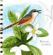 Ashy Prinia