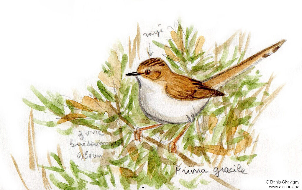 Prinia gracile, habitat