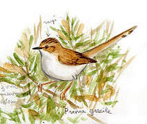 Prinia gracile