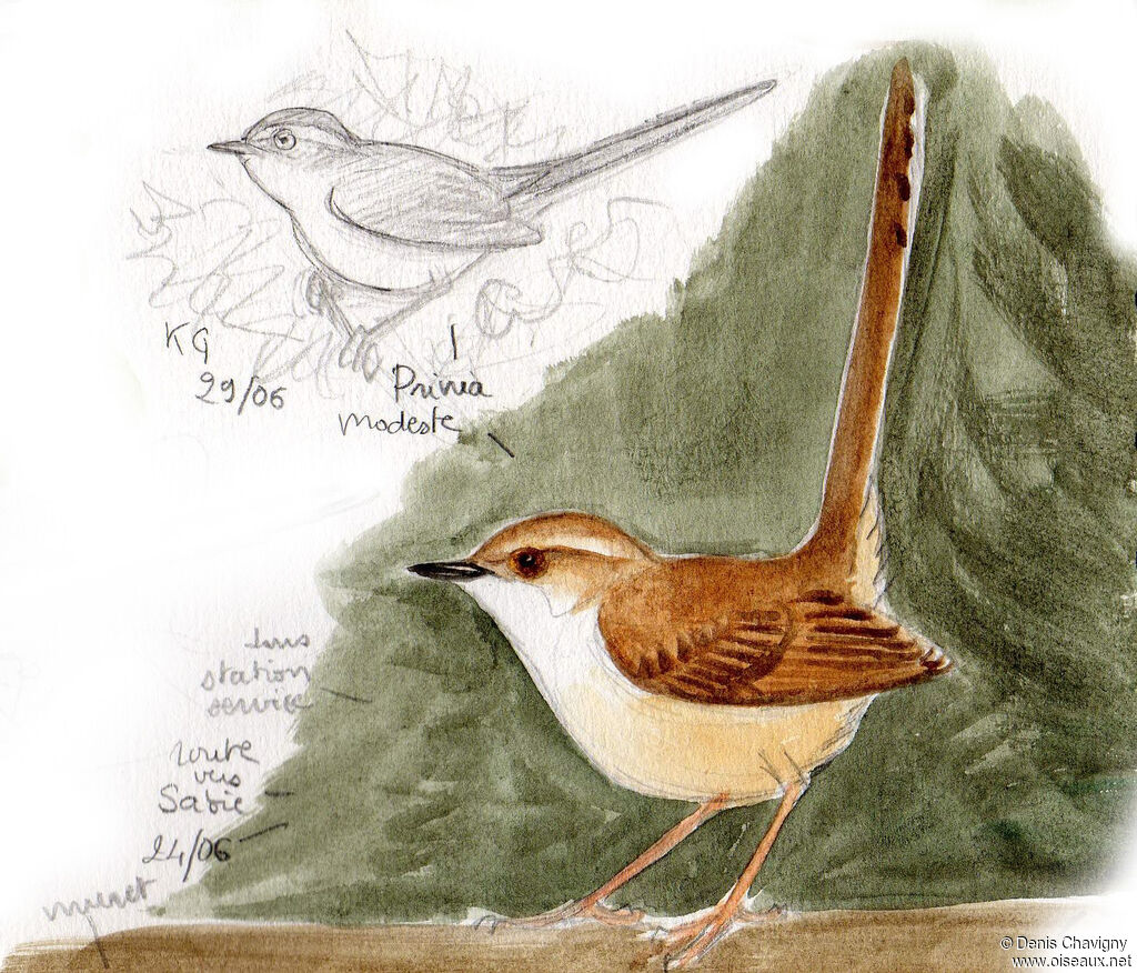 Tawny-flanked Prinia