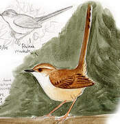 Prinia modeste