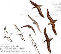 Cory's Shearwater