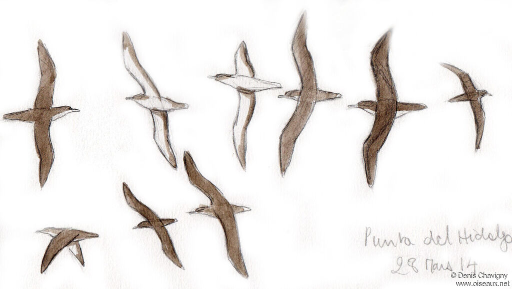 Cory's Shearwater, Flight