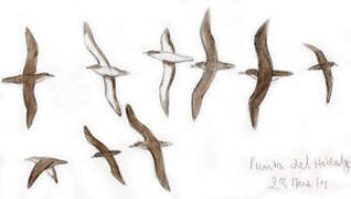 Cory's Shearwater