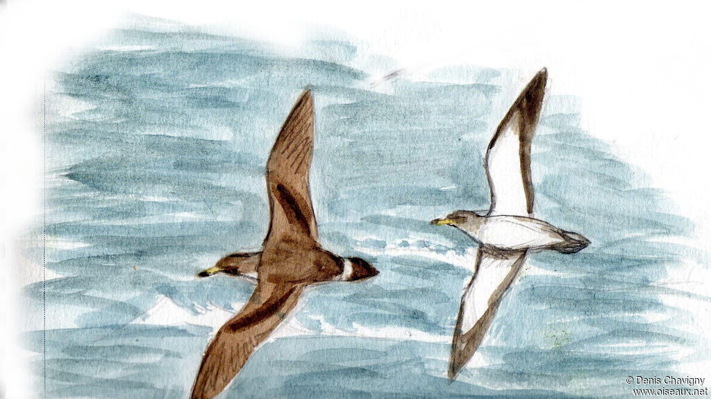 Scopoli's Shearwater, Flight