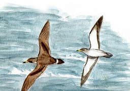 Scopoli's Shearwater