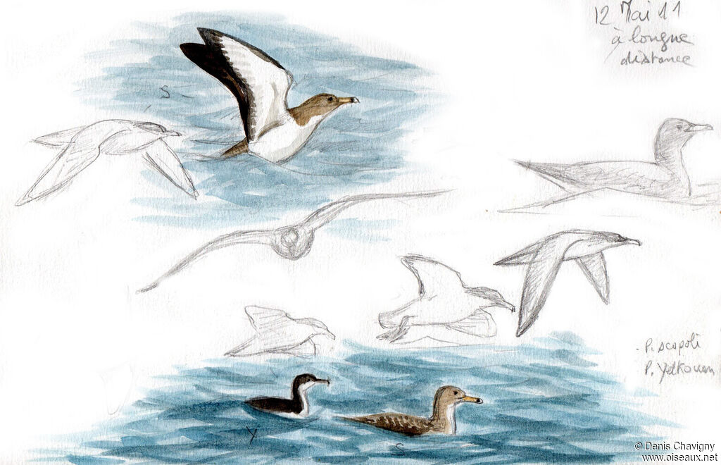 Scopoli's Shearwater, habitat