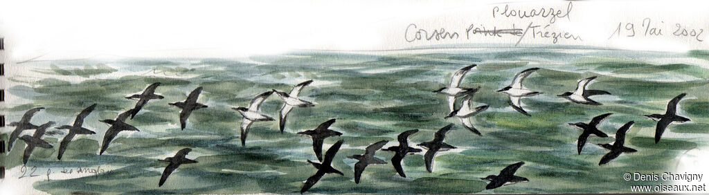 Manx Shearwater, Flight