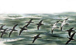 Manx Shearwater