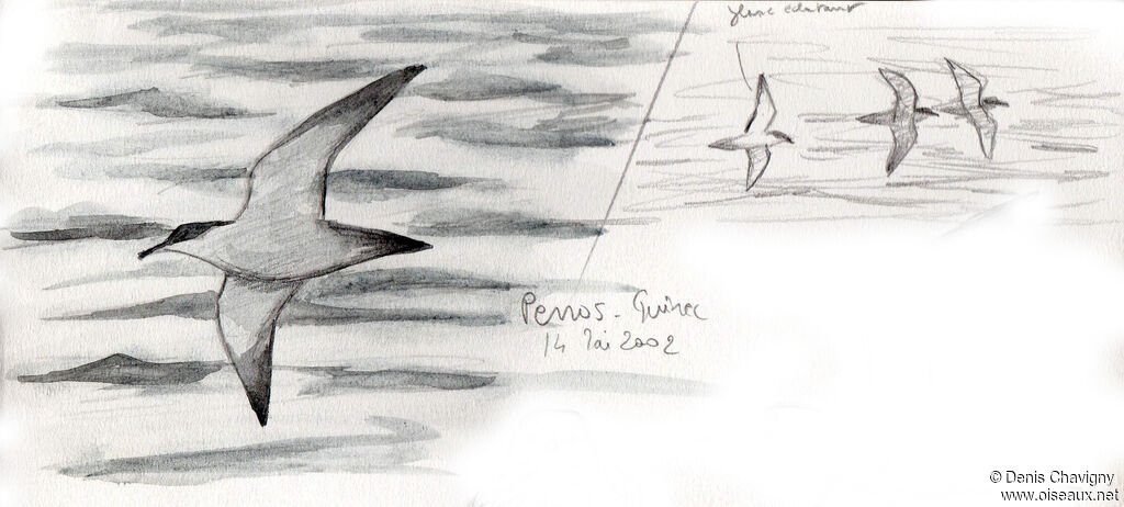 Manx Shearwater, Flight