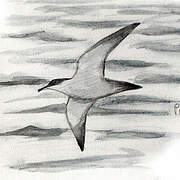 Manx Shearwater