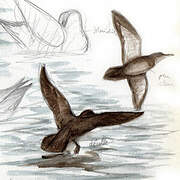 Balearic Shearwater