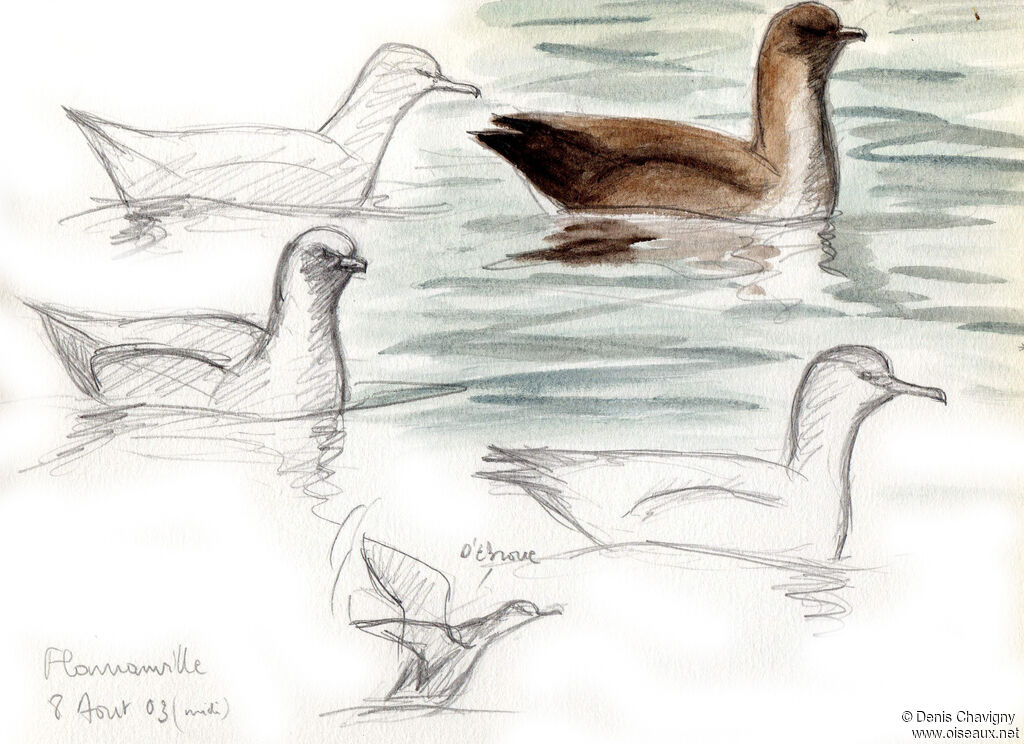 Balearic Shearwater, swimming