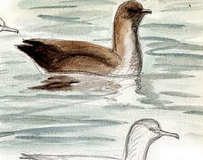 Balearic Shearwater