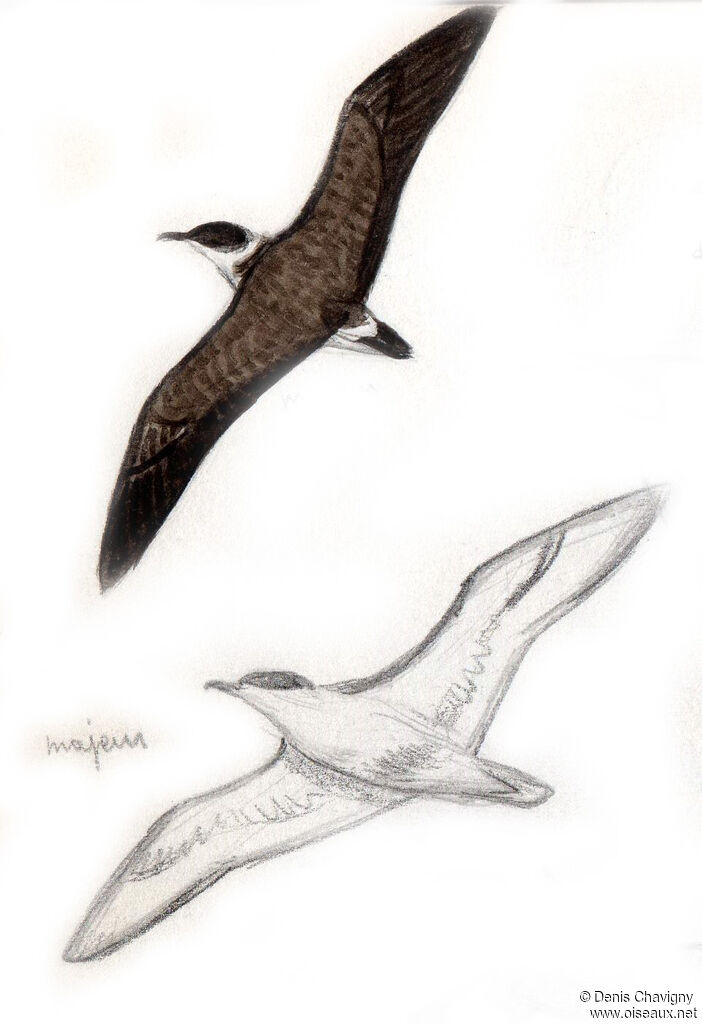 Great Shearwater, Flight