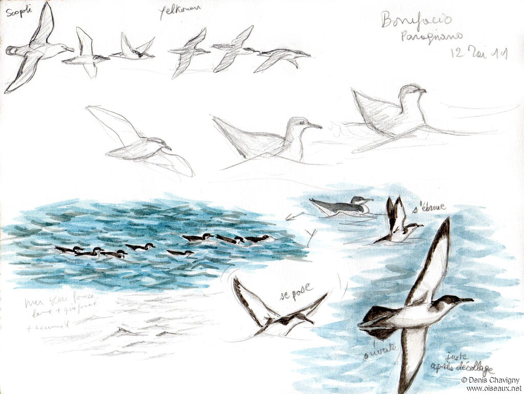 Yelkouan Shearwater, habitat