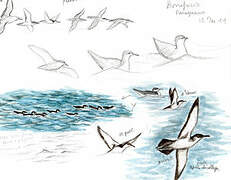 Yelkouan Shearwater