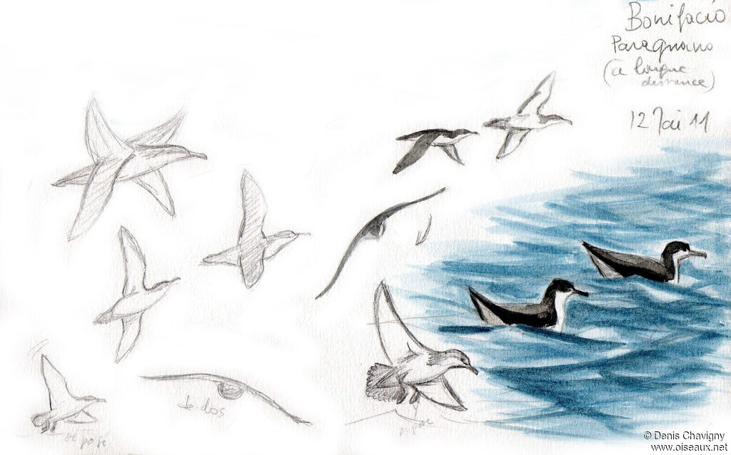 Yelkouan Shearwater, habitat