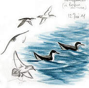 Yelkouan Shearwater