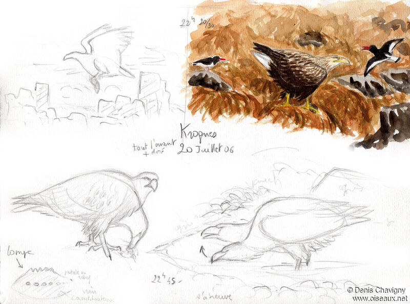 White-tailed Eagleadult, habitat, eats, drinks