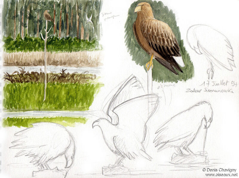 White-tailed Eagleadult breeding, habitat, eats