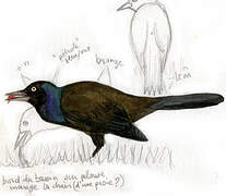 Common Grackle