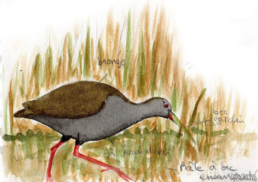 Plumbeous Railadult, habitat