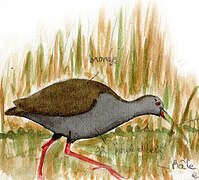 Plumbeous Rail