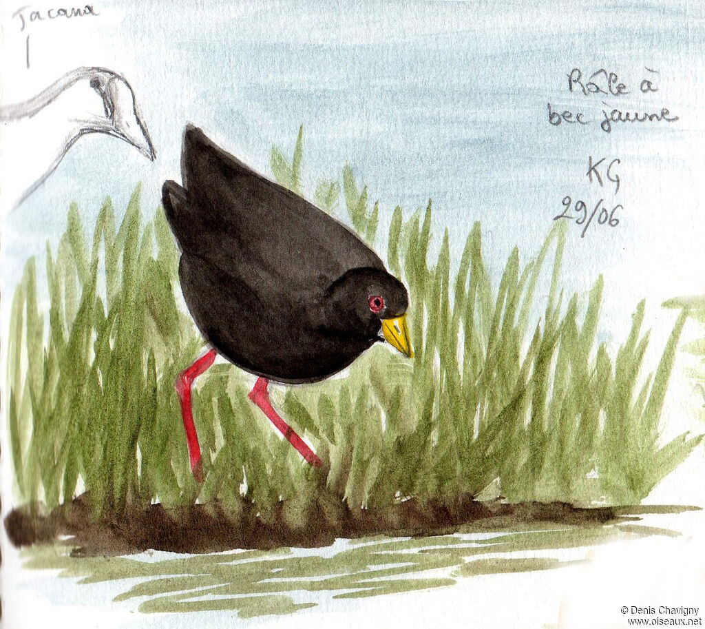 Black Crakeadult, habitat