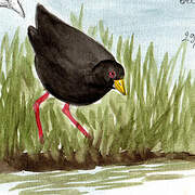 Black Crake