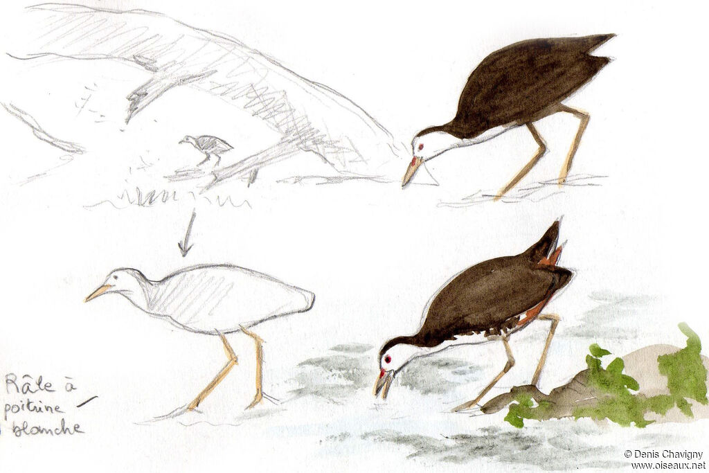 White-breasted Waterhen, habitat