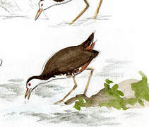 White-breasted Waterhen